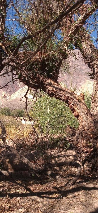 Dormir Con Llamas Maimará Εξωτερικό φωτογραφία