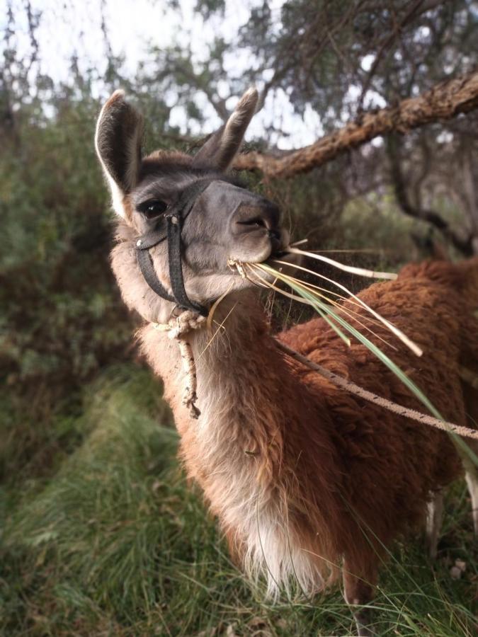 Dormir Con Llamas Maimará Εξωτερικό φωτογραφία