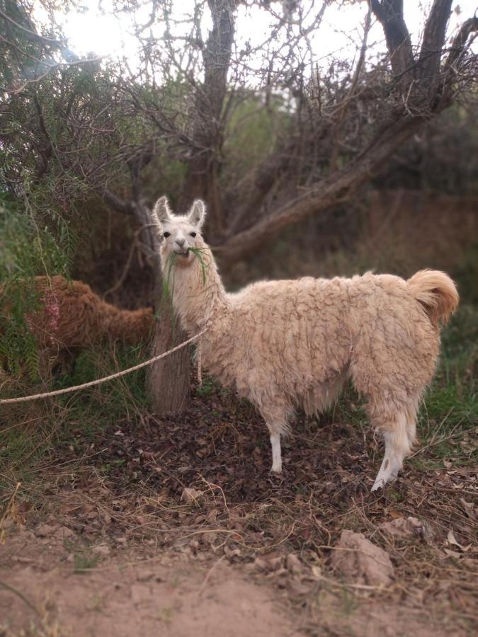Dormir Con Llamas Maimará Εξωτερικό φωτογραφία