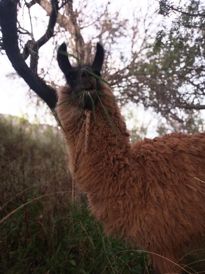 Dormir Con Llamas Maimará Εξωτερικό φωτογραφία