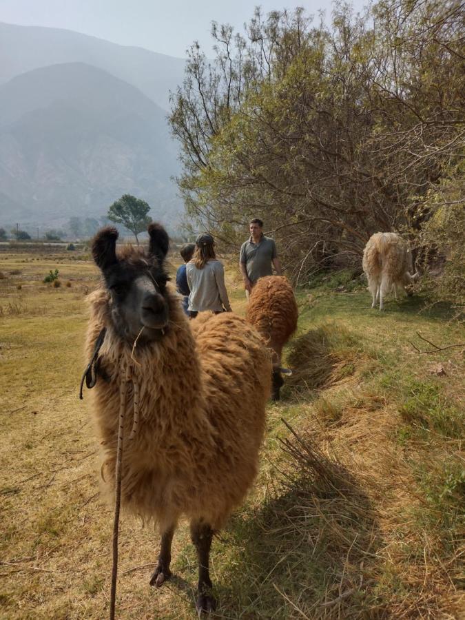 Dormir Con Llamas Maimará Εξωτερικό φωτογραφία
