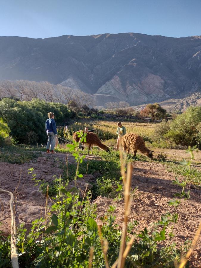 Dormir Con Llamas Maimará Εξωτερικό φωτογραφία